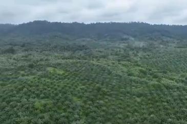Pahang Muadzam Shah Keratong 2001 Acres Empty & Palm Oil Land for SALE‼️