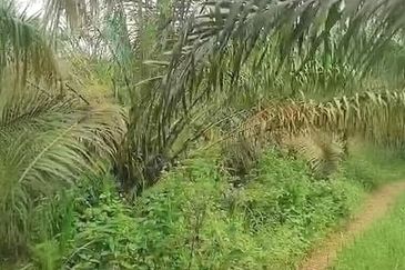 Pahang Muadzam Shah Keratong 2001 Acres Empty & Palm Oil Land for SALE‼️