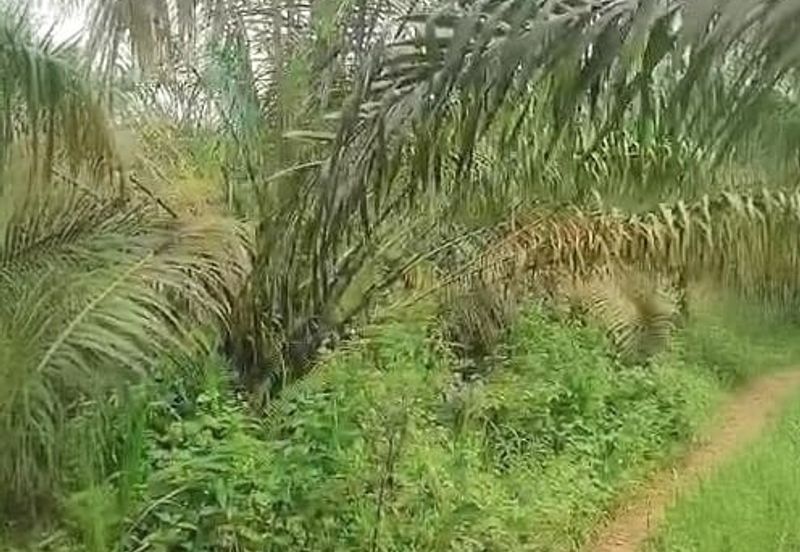 Pahang Muadzam Shah Keratong 2001 Acres Empty & Palm Oil Land for SALE‼️