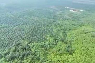 Pahang Muadzam Shah Keratong 2001 Acres Empty & Palm Oil Land for SALE‼️