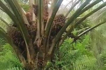 Pahang Muadzam Shah Keratong 2001 Acres Empty & Palm Oil Land for SALE‼️