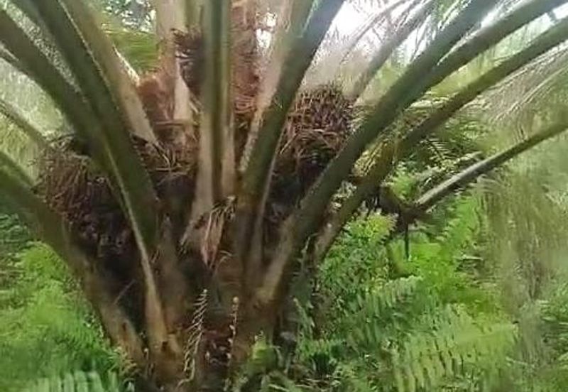 Pahang Muadzam Shah Keratong 2001 Acres Empty & Palm Oil Land for SALE‼️