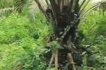 Pahang Muadzam Shah Keratong 2001 Acres Empty & Palm Oil Land for SALE‼️