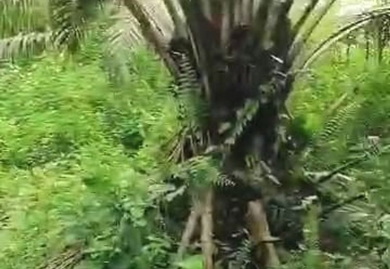 Pahang Muadzam Shah Keratong 2001 Acres Empty & Palm Oil Land for SALE‼️