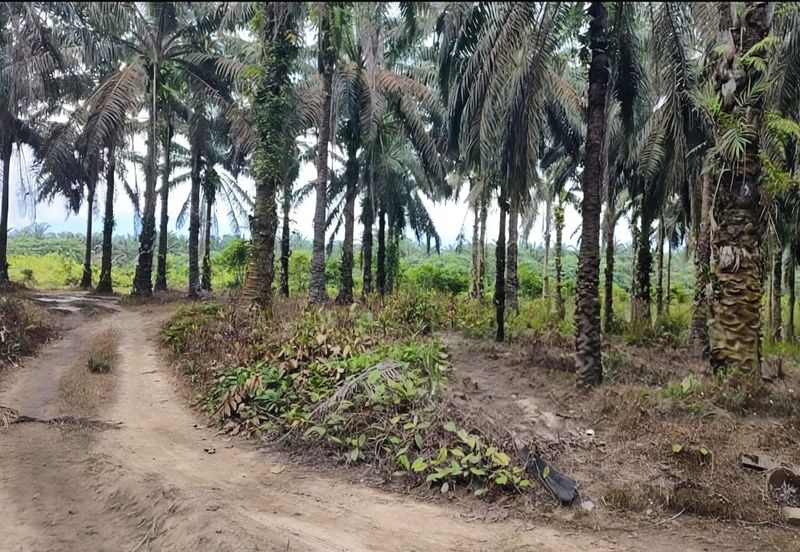 Selangor Hulu Selangor Bandar Hulu Bernam Tanjung Malim 802 acres CONVERTED Mixed Deverlopment Land for SALE‼️