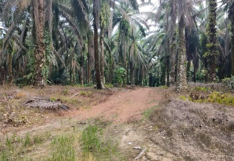 Selangor Hulu Selangor Bandar Hulu Bernam Tanjung Malim 802 acres CONVERTED Mixed Deverlopment Land for SALE‼️