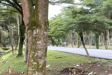 Johor Pontian Pekan Nanas Rimba Terjun kampung Parit Baru 12 Acres Zoning Industrial Land for SALE