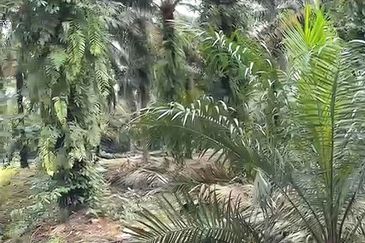 Johor Pontian Pekan Nanas Rimba Terjun kampung Parit Baru 12 Acres Zoning Industrial Land for SALE