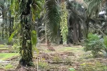 Johor Pontian Pekan Nanas Rimba Terjun kampung Parit Baru 12 Acres Zoning Industrial Land for SALE