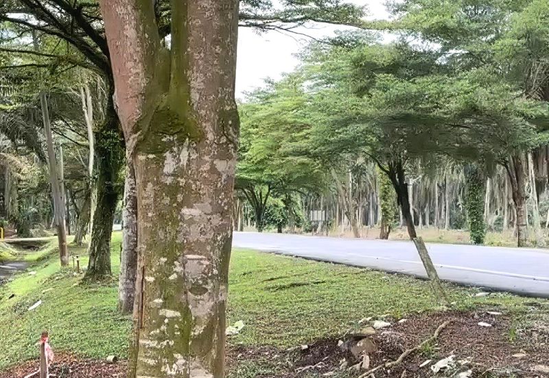 Johor Pontian Pekan Nanas 26 Acres Zoning Residential Land for SALE 