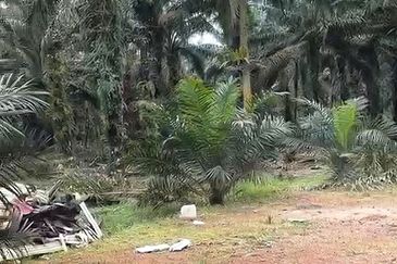 Johor Pontian Pekan Nanas 26 Acres Zoning Residential Land for SALE 