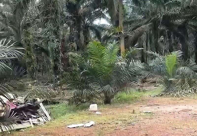 Johor Pontian Pekan Nanas 26 Acres Zoning Residential Land for SALE 