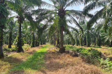 Johor Pontian Pekan Nanas 26 Acres Zoning Residential Land for SALE 