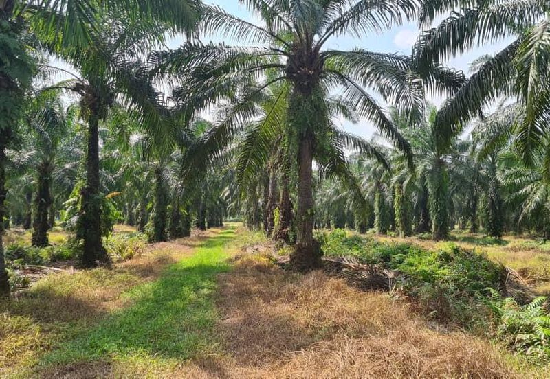 Johor Pontian Pekan Nanas 26 Acres Zoning Residential Land for SALE 