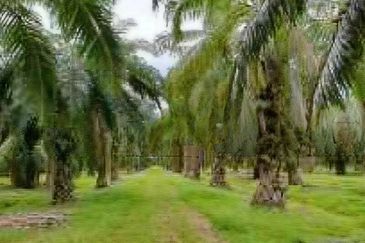 Johor Pontian Pekan Nanas 26 Acres Zoning Residential Land for SALE 
