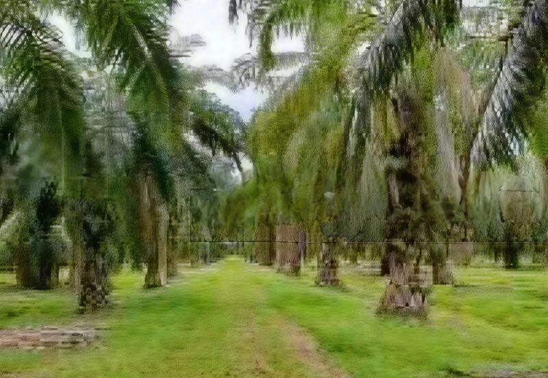 Johor Pontian Pekan Nanas 26 Acres Zoning Residential Land for SALE 