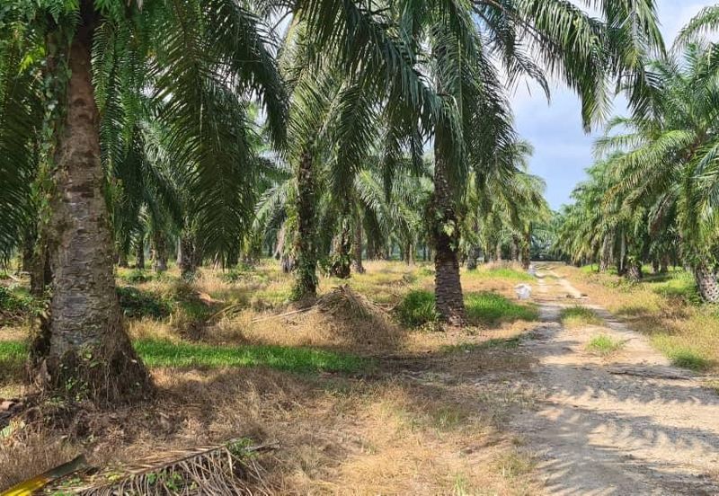 Johor Pontian Pekan Nanas 26 Acres Zoning Residential Land for SALE 