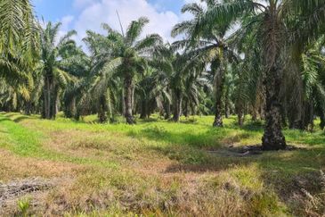 Johor Pontian Pekan Nanas 26 Acres Zoning Residential Land for SALE 