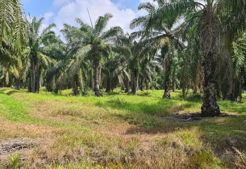 Johor Pontian Pekan Nanas 26 Acres Zoning Residential Land for SALE 