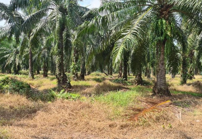 Johor Pontian Pekan Nanas 26 Acres Zoning Residential Land for SALE 