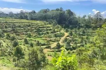 Pahang Kuala Lipis Gua Padang Tengku 45 acres Durian Farm Land for SALE