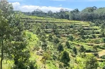 Pahang Kuala Lipis Gua Padang Tengku 45 acres Durian Farm Land for SALE