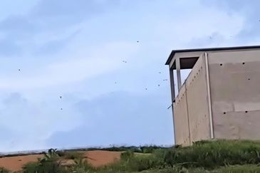 Pahang Kuala Lipis Gua Padang Tengku 45 acres Durian Farm Land for SALE