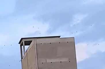 Pahang Kuala Lipis Gua Padang Tengku 45 acres Durian Farm Land for SALE