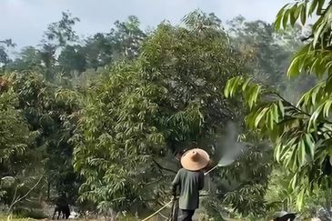 Pahang Kuala Lipis Gua Padang Tengku 45 acres Durian Farm Land for SALE