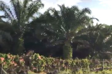 Pahang Rompin Muadzam Shah 5316 Acres Palm Oil Land for SALE ‼️ 