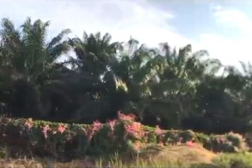 Pahang Rompin Muadzam Shah 5316 Acres Palm Oil Land for SALE ‼️ 