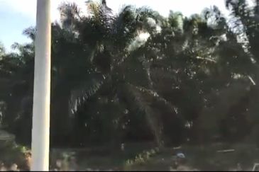 Pahang Rompin Muadzam Shah 5316 Acres Palm Oil Land for SALE ‼️ 