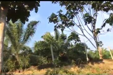 Pahang Rompin Muadzam Shah 5316 Acres Palm Oil Land for SALE ‼️ 