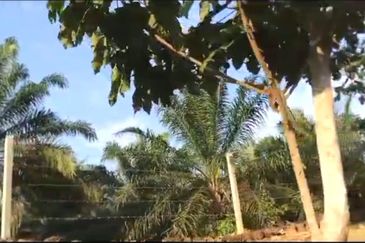 Pahang Rompin Muadzam Shah 5316 Acres Palm Oil Land for SALE ‼️ 