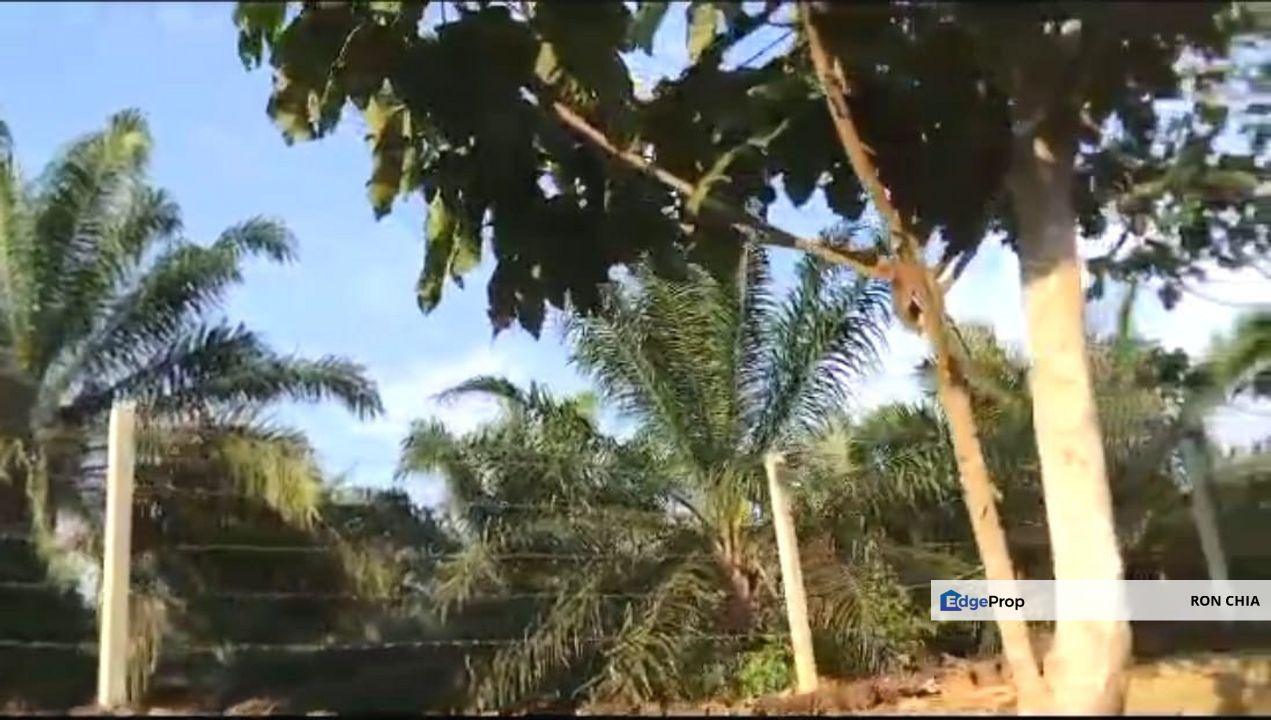 Pahang Rompin Muadzam Shah 5316 Acres Palm Oil Land for SALE ‼️ , Pahang, Rompin District