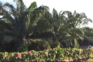 Pahang Rompin Muadzam Shah 5316 Acres Palm Oil Land for SALE ‼️ 