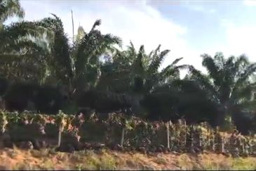 Pahang Rompin Muadzam Shah 5316 Acres Palm Oil Land for SALE ‼️ 