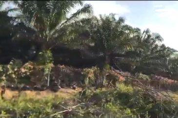 Pahang Rompin Muadzam Shah 5316 Acres Palm Oil Land for SALE ‼️ 