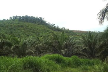 Pahang Rompin Muadzam Shah 5316 Acres Palm Oil Land for SALE ‼️ 