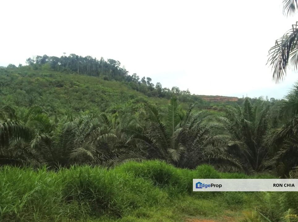 Pahang Rompin Muadzam Shah 5316 Acres Palm Oil Land for SALE ‼️ , Pahang, Rompin District