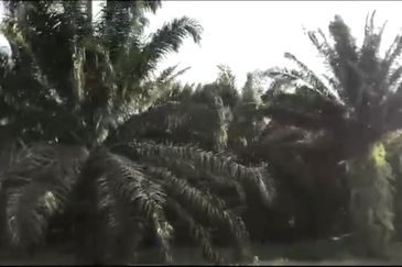 Pahang Rompin Muadzam Shah 5316 Acres Palm Oil Land for SALE ‼️ 