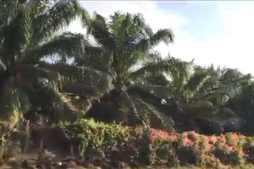 Pahang Rompin Muadzam Shah 5316 Acres Palm Oil Land for SALE ‼️ 