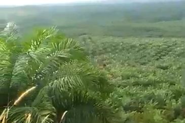 Pahang Rompin Muadzam Shah 5316 Acres Palm Oil Land for SALE ‼️ 