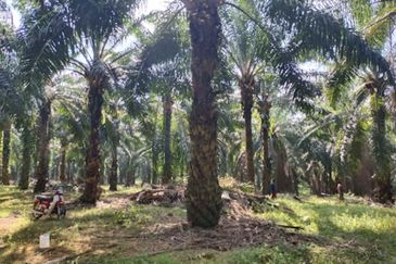 Pahang Rompin Muadzam Shah 5316 Acres Palm Oil Land for SALE ‼️ 