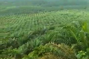 Pahang Rompin Muadzam Shah 5316 Acres Palm Oil Land for SALE ‼️ 