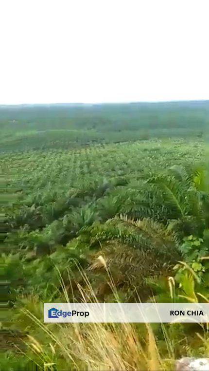 Pahang Rompin Muadzam Shah 5316 Acres Palm Oil Land for SALE ‼️ , Pahang, Rompin District