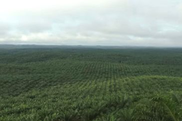 Pahang Rompin Muadzam Shah 5316 Acres Palm Oil Land for SALE ‼️ 