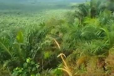 Pahang Rompin Muadzam Shah 5316 Acres Palm Oil Land for SALE ‼️ 