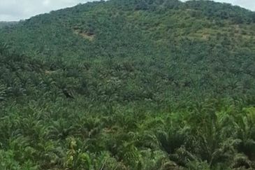 Pahang Rompin Muadzam Shah 5316 Acres Palm Oil Land for SALE ‼️ 