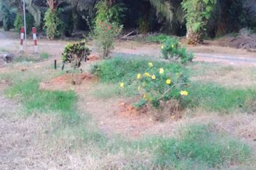 Pahang Rompin Muadzam Shah 5316 Acres Palm Oil Land for SALE ‼️ 